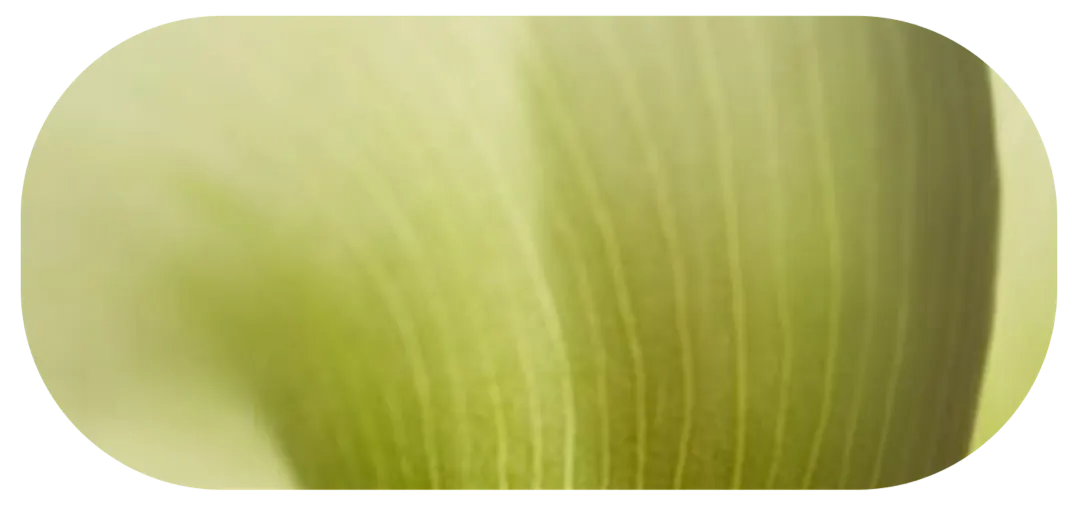 Close-up of tender green leaf texture
