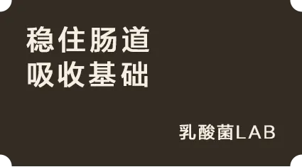 稳住肠道吸收基础:乳酸菌LAB