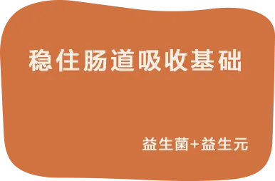 稳住肠道吸收基础:益生菌+益生元
